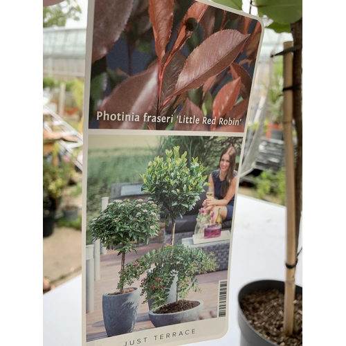 12 - TWO PHOTINIA FRASERI STANDARD TREES 'LITTLE RED ROBIN' APPROX 140CM IN HEIGHT IN 3 LTR POTS PLUS VAT... 