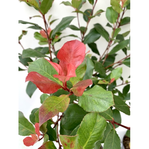 12 - TWO PHOTINIA FRASERI STANDARD TREES 'LITTLE RED ROBIN' APPROX 140CM IN HEIGHT IN 3 LTR POTS PLUS VAT... 