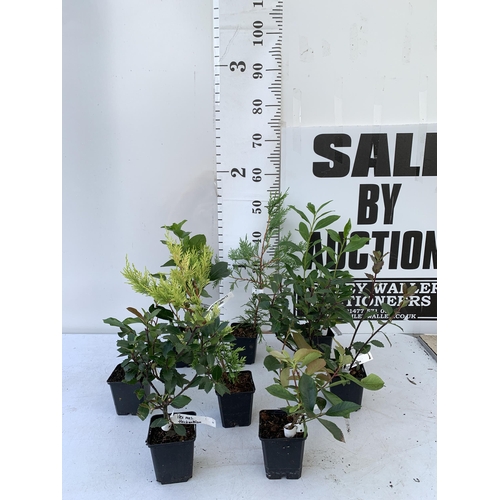 120 - EIGHT MIXED SHRUBS TO INCLUDE TWO PHOTINIA 'RED ROBIN', TWO LEYLANDII  (ONE GOLDRIDER), TWO HOLLY AN... 