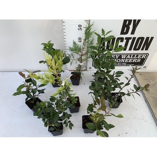 120 - EIGHT MIXED SHRUBS TO INCLUDE TWO PHOTINIA 'RED ROBIN', TWO LEYLANDII  (ONE GOLDRIDER), TWO HOLLY AN... 