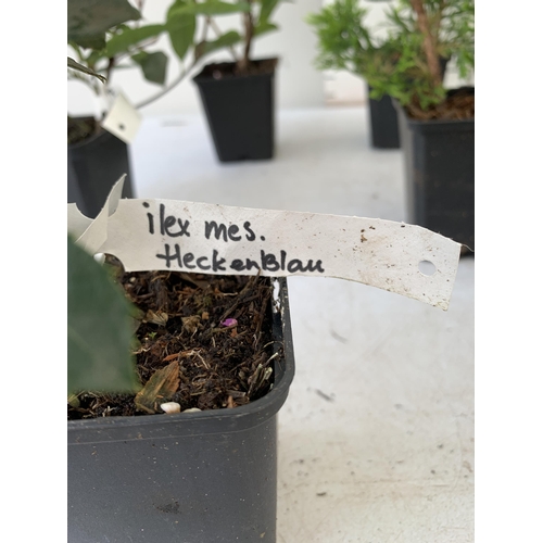 120 - EIGHT MIXED SHRUBS TO INCLUDE TWO PHOTINIA 'RED ROBIN', TWO LEYLANDII  (ONE GOLDRIDER), TWO HOLLY AN... 