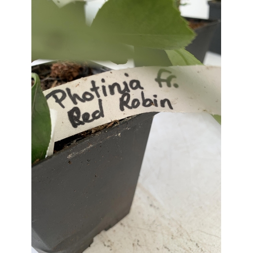 120 - EIGHT MIXED SHRUBS TO INCLUDE TWO PHOTINIA 'RED ROBIN', TWO LEYLANDII  (ONE GOLDRIDER), TWO HOLLY AN... 