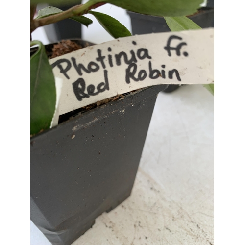 120 - EIGHT MIXED SHRUBS TO INCLUDE TWO PHOTINIA 'RED ROBIN', TWO LEYLANDII  (ONE GOLDRIDER), TWO HOLLY AN... 