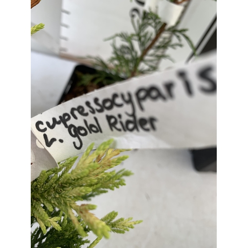 120 - EIGHT MIXED SHRUBS TO INCLUDE TWO PHOTINIA 'RED ROBIN', TWO LEYLANDII  (ONE GOLDRIDER), TWO HOLLY AN... 