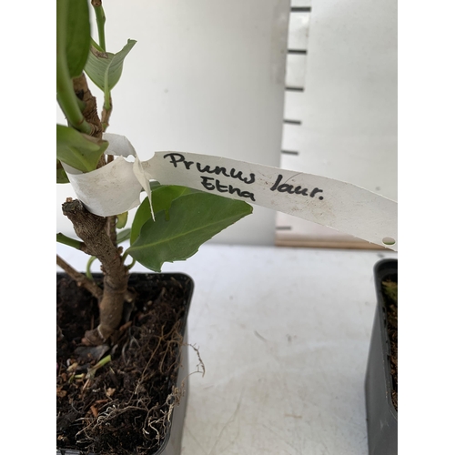 120 - EIGHT MIXED SHRUBS TO INCLUDE TWO PHOTINIA 'RED ROBIN', TWO LEYLANDII  (ONE GOLDRIDER), TWO HOLLY AN... 