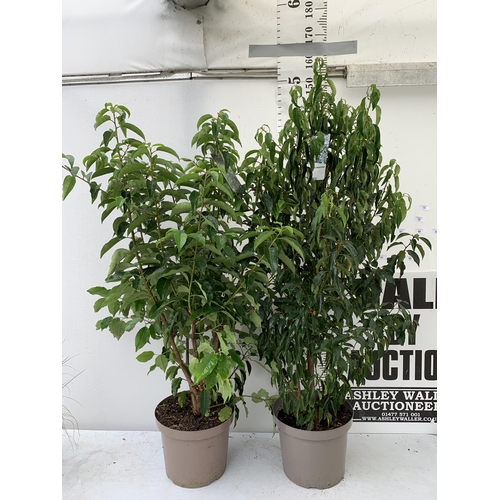 13 - TWO VERY LARGE PRUNUS LUSITANICA 'ANGUSTIFOLIA' APPROX 150CM IN HEIGHT, IN 10 LTR POTS. PLUS VAT TO ... 