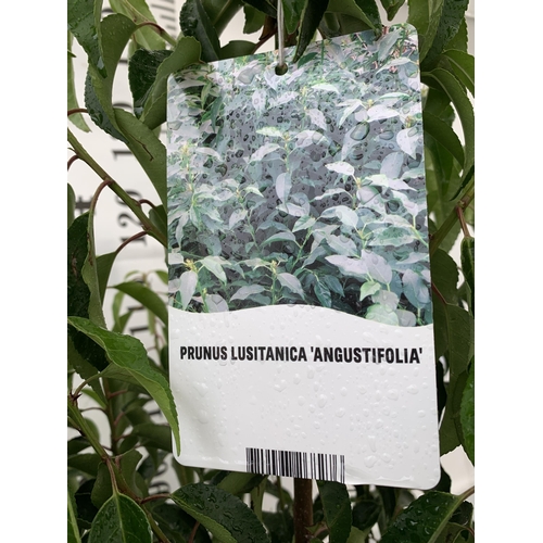 13 - TWO VERY LARGE PRUNUS LUSITANICA 'ANGUSTIFOLIA' APPROX 150CM IN HEIGHT, IN 10 LTR POTS. PLUS VAT TO ... 