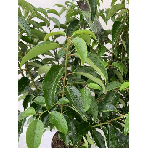 13 - TWO VERY LARGE PRUNUS LUSITANICA 'ANGUSTIFOLIA' APPROX 150CM IN HEIGHT, IN 10 LTR POTS. PLUS VAT TO ... 