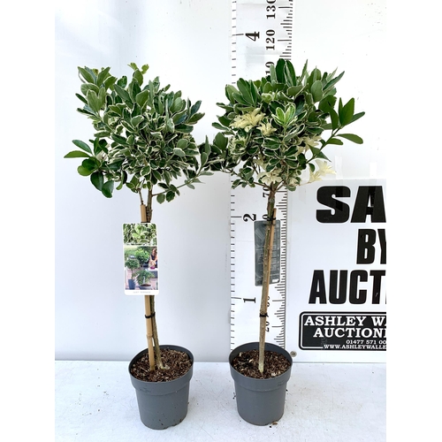 24 - TWO STANDARD EUONYMUS JAPONICUS 'KATHY' IN 3 LTR POTS APPROX 110CM IN HEIGHT PLUS VAT TO BE SOLD FOR... 