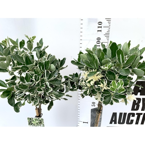 24 - TWO STANDARD EUONYMUS JAPONICUS 'KATHY' IN 3 LTR POTS APPROX 110CM IN HEIGHT PLUS VAT TO BE SOLD FOR... 