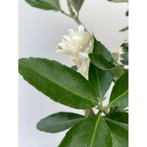 24 - TWO STANDARD EUONYMUS JAPONICUS 'KATHY' IN 3 LTR POTS APPROX 110CM IN HEIGHT PLUS VAT TO BE SOLD FOR... 