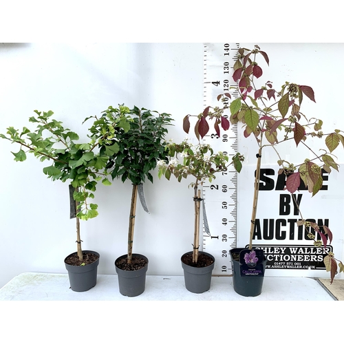 34 - FOUR MIXED STANDARD TREES IN 3 LTR POTS - ONE VIBURNUM 'WATANABE', ONE PURPLE BERRY CALLICARPA, ONE ... 