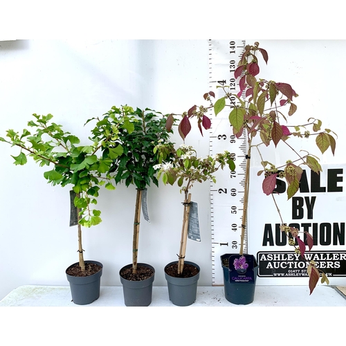 34 - FOUR MIXED STANDARD TREES IN 3 LTR POTS - ONE VIBURNUM 'WATANABE', ONE PURPLE BERRY CALLICARPA, ONE ... 