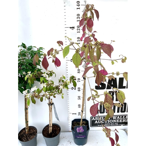 34 - FOUR MIXED STANDARD TREES IN 3 LTR POTS - ONE VIBURNUM 'WATANABE', ONE PURPLE BERRY CALLICARPA, ONE ... 