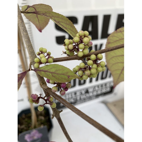 34 - FOUR MIXED STANDARD TREES IN 3 LTR POTS - ONE VIBURNUM 'WATANABE', ONE PURPLE BERRY CALLICARPA, ONE ... 