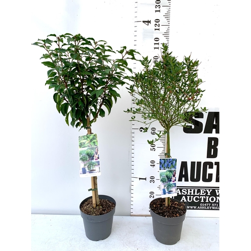 35 - TWO MIXED STANDARD TREES IN 3 LTR POTS. ONE CEANOTHUS IMPRESSUS 'VICTORIA' AND ONE PRUNUS LUSITANICA... 