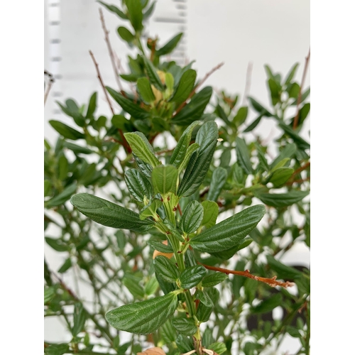 35 - TWO MIXED STANDARD TREES IN 3 LTR POTS. ONE CEANOTHUS IMPRESSUS 'VICTORIA' AND ONE PRUNUS LUSITANICA... 