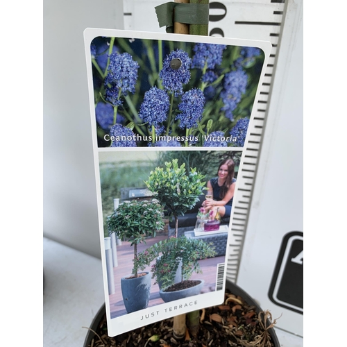 35 - TWO MIXED STANDARD TREES IN 3 LTR POTS. ONE CEANOTHUS IMPRESSUS 'VICTORIA' AND ONE PRUNUS LUSITANICA... 