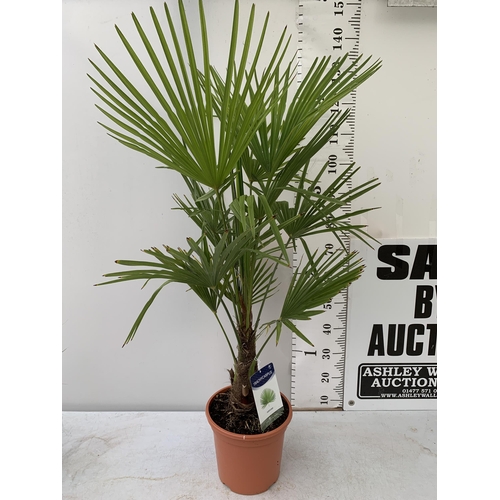 36 - ONE LARGE TRACHYCARPUS FORTUNEI APPROX 150CM IN HEIGHT IN A 7.5 POT PLUS VAT