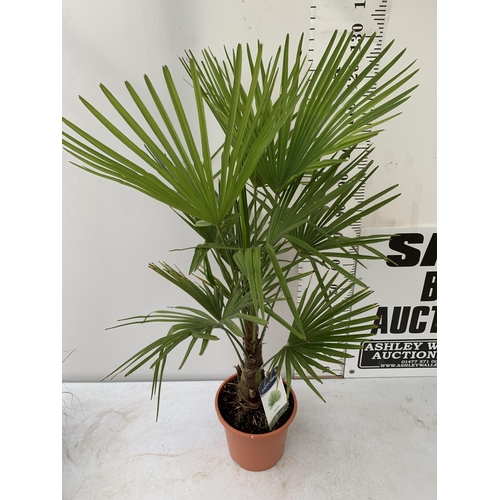 36 - ONE LARGE TRACHYCARPUS FORTUNEI APPROX 150CM IN HEIGHT IN A 7.5 POT PLUS VAT