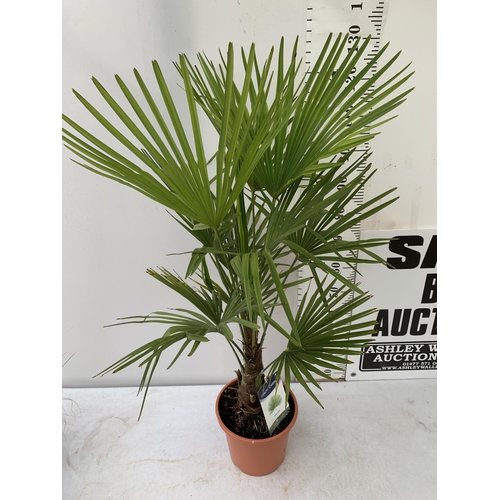 36 - ONE LARGE TRACHYCARPUS FORTUNEI APPROX 150CM IN HEIGHT IN A 7.5 POT PLUS VAT