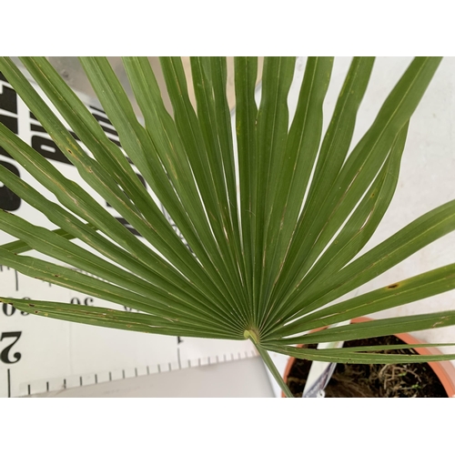 36 - ONE LARGE TRACHYCARPUS FORTUNEI APPROX 150CM IN HEIGHT IN A 7.5 POT PLUS VAT