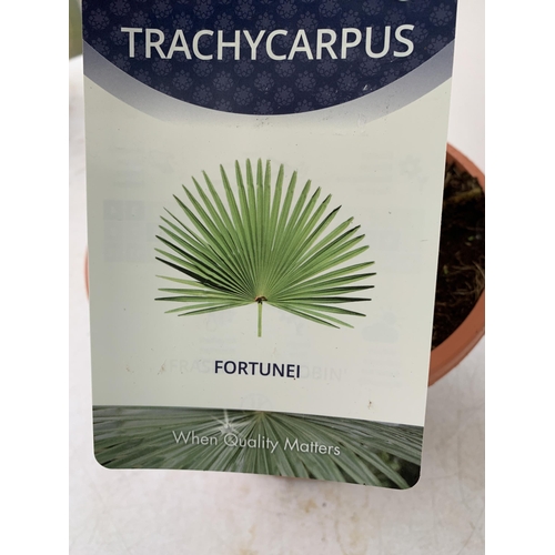 36 - ONE LARGE TRACHYCARPUS FORTUNEI APPROX 150CM IN HEIGHT IN A 7.5 POT PLUS VAT