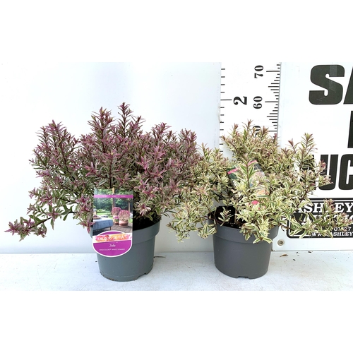 38 - TWO LARGE HEBE MAGICOLOURS 'MAGIC SUMMER' AND 'HEARTBREAKER' IN 5 LTR POTS APPROX 50-60CM IN HEIGHT ... 