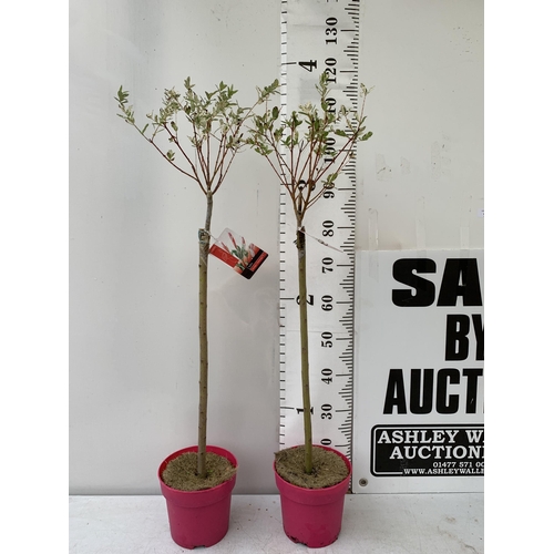 40 - TWO STANDARD SALIX INTEGRA 'FLAMINGO' APPROX 110-120CM IN HEIGHT IN 3 LTR POTS PLUS VAT TO BE SOLD F... 