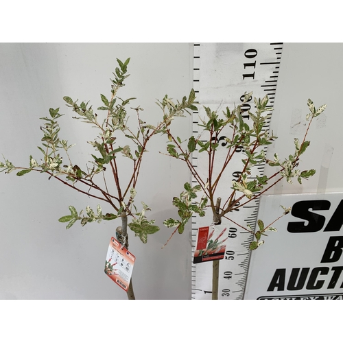 40 - TWO STANDARD SALIX INTEGRA 'FLAMINGO' APPROX 110-120CM IN HEIGHT IN 3 LTR POTS PLUS VAT TO BE SOLD F... 