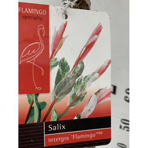 40 - TWO STANDARD SALIX INTEGRA 'FLAMINGO' APPROX 110-120CM IN HEIGHT IN 3 LTR POTS PLUS VAT TO BE SOLD F... 