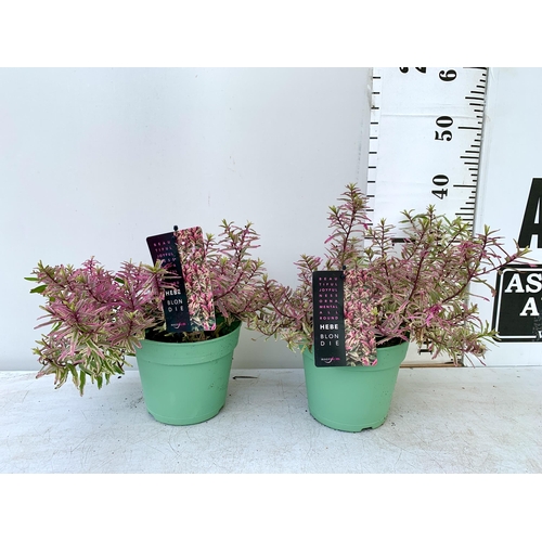 41 - TWO HEBE BLONDIE IN BRIGHT PINK IN 2 LTR POTS HEIGHT 30-40CM PLUS VAT TO BE SOLD FOR THE TWO