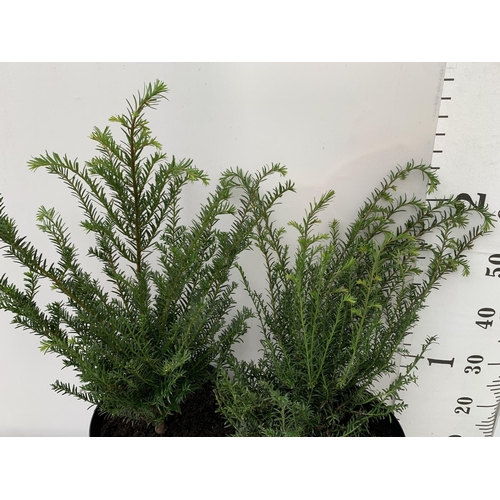 43 - TWO YEW TAXUS BACCATA PLANTS HEDGING PLANTS APPROX 80CM IN HEIGHT IN 7 LTR POTS PLUS VAT