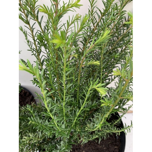 43 - TWO YEW TAXUS BACCATA PLANTS HEDGING PLANTS APPROX 80CM IN HEIGHT IN 7 LTR POTS PLUS VAT