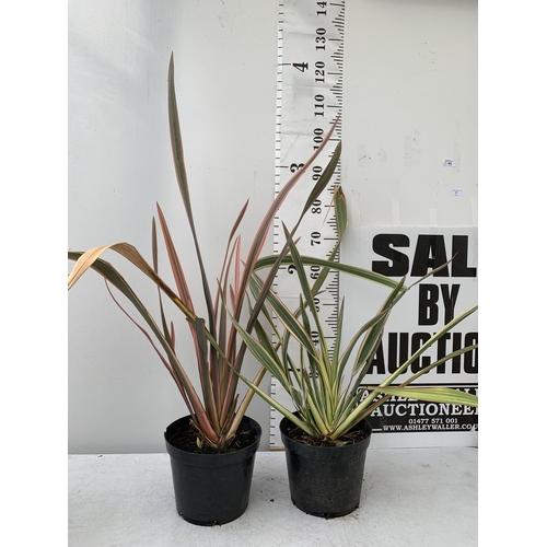 45 - TWO LARGE PHORMIUM TENAX 'RAINBOW QUEEN' AND 'CREAM DELIGHT' APPROX 90-120CM IN HEIGHT IN 5 LTR POTS... 