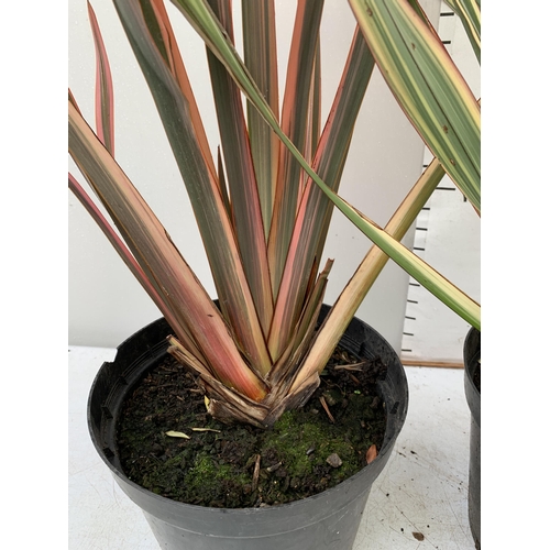 45 - TWO LARGE PHORMIUM TENAX 'RAINBOW QUEEN' AND 'CREAM DELIGHT' APPROX 90-120CM IN HEIGHT IN 5 LTR POTS... 