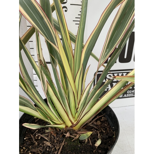 45 - TWO LARGE PHORMIUM TENAX 'RAINBOW QUEEN' AND 'CREAM DELIGHT' APPROX 90-120CM IN HEIGHT IN 5 LTR POTS... 