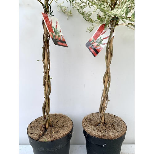 46 - TWO STANDARD TWISTED STEM PLAITED SALIX INTEGRA 'FLAMINGO' APPROX A METRE IN HEIGHT IN 3 LTR POTS PL... 