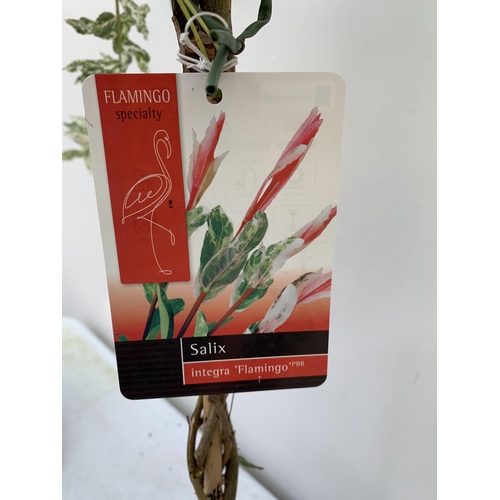 46 - TWO STANDARD TWISTED STEM PLAITED SALIX INTEGRA 'FLAMINGO' APPROX A METRE IN HEIGHT IN 3 LTR POTS PL... 