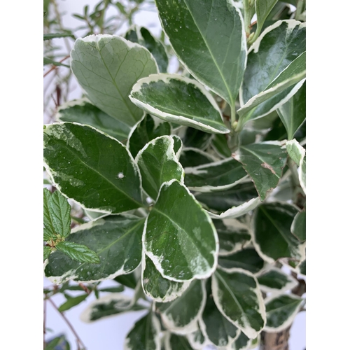 50 - THREE MIXED STANDARD TREES IN 3 LTR POTS. ONE CEANOTHUS 'CONCHA', ONE PHOTINIA FRASERI 'LITTLE RED R... 