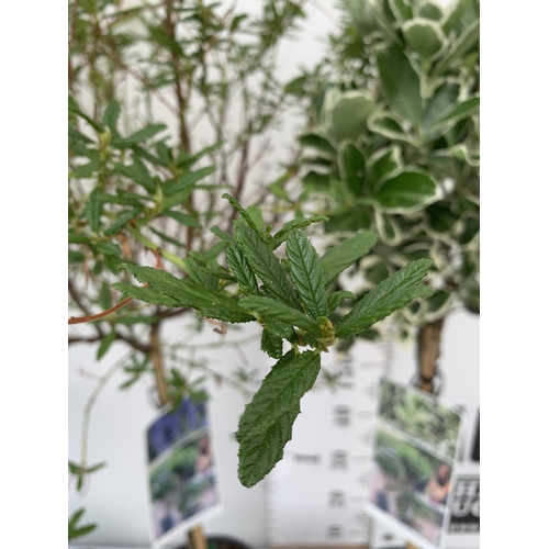 50 - THREE MIXED STANDARD TREES IN 3 LTR POTS. ONE CEANOTHUS 'CONCHA', ONE PHOTINIA FRASERI 'LITTLE RED R... 