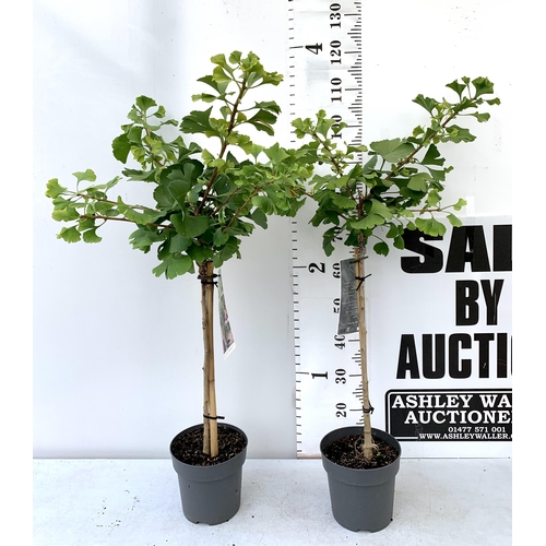 53 - TWO GINKGO BILOBA 'MARIKEN' IN 3 LTR POTS APPROX 120CM IN HEIGHT PLUS VAT TO BE SOLD FOR THE TWO