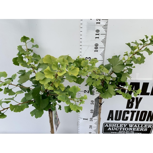 53 - TWO GINKGO BILOBA 'MARIKEN' IN 3 LTR POTS APPROX 120CM IN HEIGHT PLUS VAT TO BE SOLD FOR THE TWO