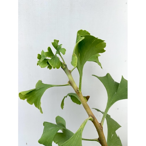 53 - TWO GINKGO BILOBA 'MARIKEN' IN 3 LTR POTS APPROX 120CM IN HEIGHT PLUS VAT TO BE SOLD FOR THE TWO