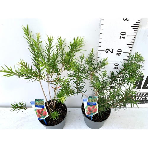 55 - TWO 'BOTTLEBRUSH' CALLISTEMON LAEVIS IN 4 LTR POTS 70CM IN HEIGHT PLUS VAT TO BE SOLD FOR THE TWO