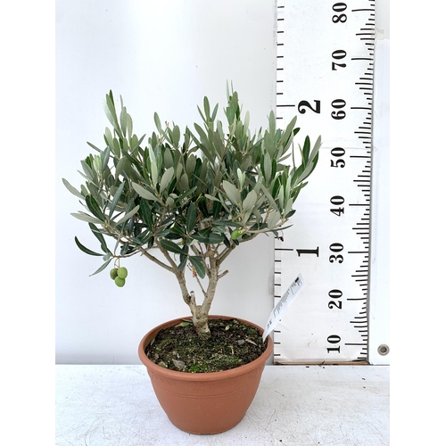 6 - ONE OLIVE BONSAI MINIATURE TREE IN 4LTR BOWL APPROX 50-60CM IN HEIGHT NO VAT