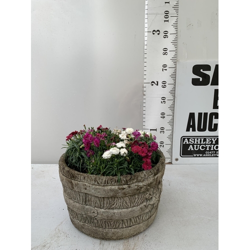 7 - ORNAMENTAL CONCRETE PLANTER FILLED WITH MIXED COLOURED DIANTHUS. APPROX 40CM DIAMETER X 26CM IN HEIG... 