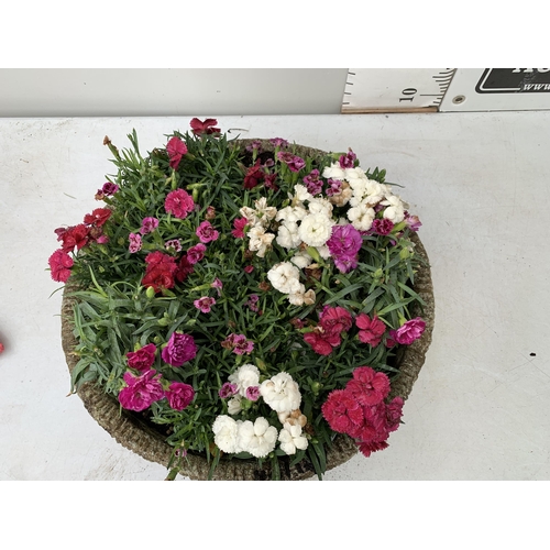 7 - ORNAMENTAL CONCRETE PLANTER FILLED WITH MIXED COLOURED DIANTHUS. APPROX 40CM DIAMETER X 26CM IN HEIG... 