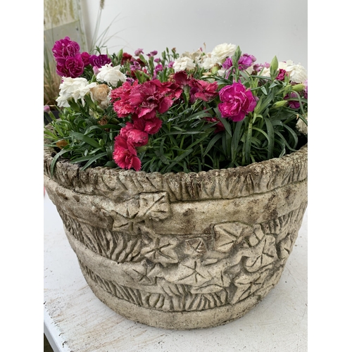 7 - ORNAMENTAL CONCRETE PLANTER FILLED WITH MIXED COLOURED DIANTHUS. APPROX 40CM DIAMETER X 26CM IN HEIG... 