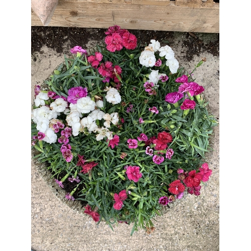 7 - ORNAMENTAL CONCRETE PLANTER FILLED WITH MIXED COLOURED DIANTHUS. APPROX 40CM DIAMETER X 26CM IN HEIG... 